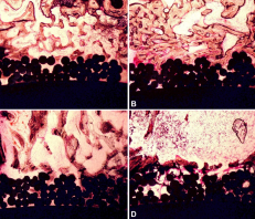 Histological Composite (x4)