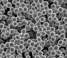 SEM Sample: Dog Hip Cup