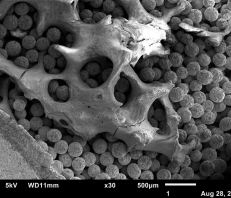 Sample from Jeol JSM-6010LA Scanning Electron Microscope (SEM)